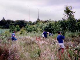 Howardian Local Nature Reserve
Removing invading trees