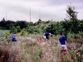 Howardian Local Nature Reserve
Removing invading trees