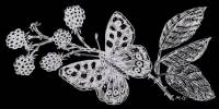 Speckled Wood on Bramble Speckled Wood on Bramble
