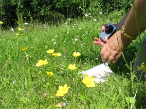 Howardian Local Nature Reserve Volunteer