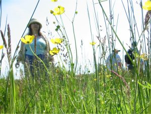 Howardian Local Nature Reserve