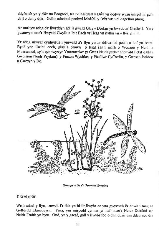 Howardian Local Nature Reserve
Nature Trail Booklet 1996 (Welsh)
The Wetland