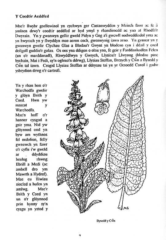 Howardian Local Nature Reserve
Nature Trail Booklet 1996 (Welsh)
The Mature Woodland