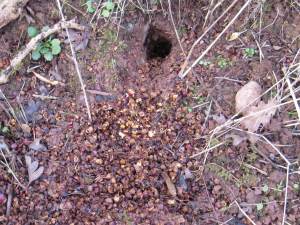 Bank Vole ~ nest entrance