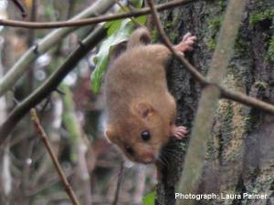 Dormouse