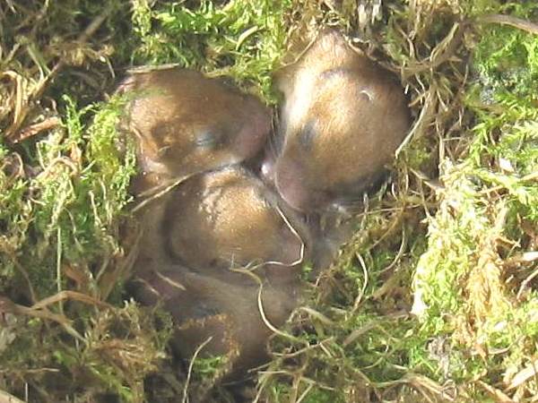 Field Vole ~ young