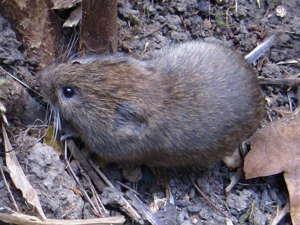 Field Vole ~ adult