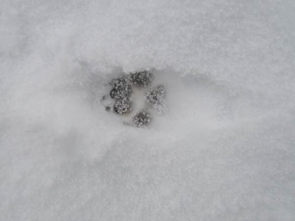 Howardian Local Nature Reserve