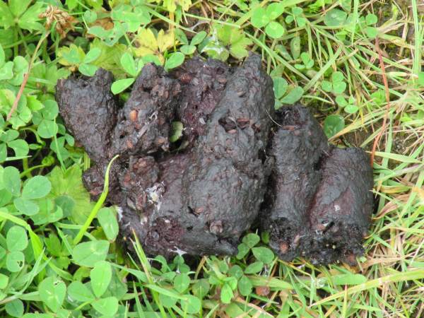 Howardian Local Nature Reserve