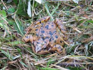 Common Frog