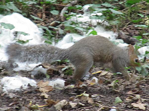 Howardian Local Nature Reserve