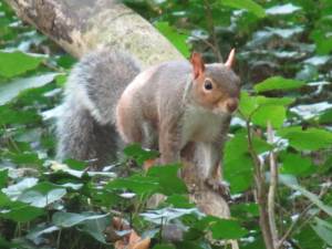 Grey Squirrel