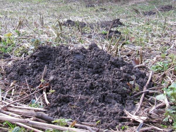Howardian Local Nature Reserve
