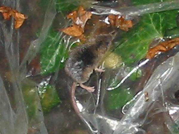 Howardian Local Nature Reserve