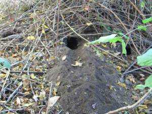 Rabbit Burrow