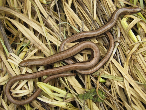 Slow Worm