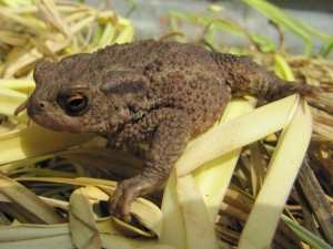 Common Toad