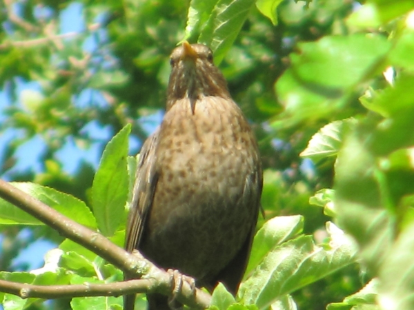 Black Bird (Female)