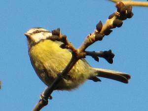 Blue Tit