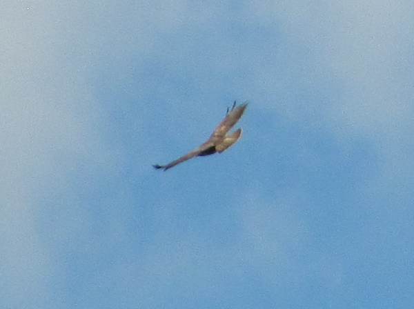 Howardian Local Nature Reserve