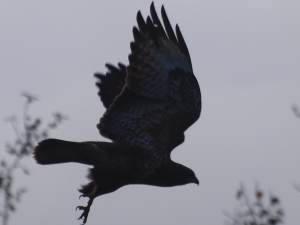 Buzzard