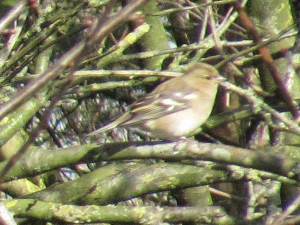 Chaffinch (Female)