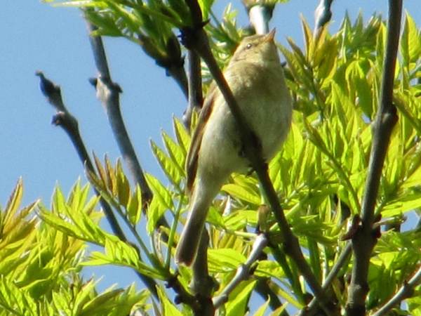 Howardian Local Nature Reserve