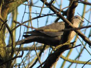 Collard dove