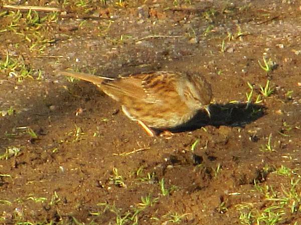 Howardian Local Nature Reserve