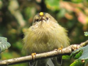 Goldcrest