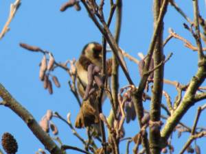 Goldfinch