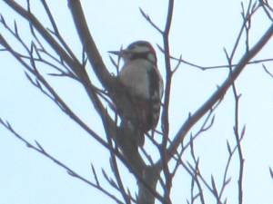 Great spotted Woodpecker