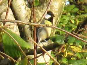 Great Tit