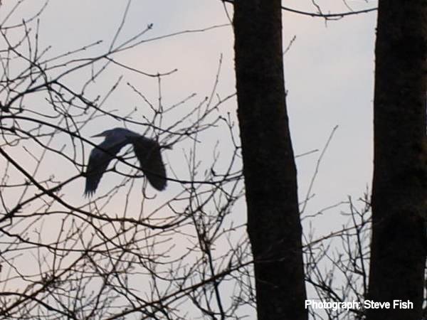 Howardian Local Nature Reserve