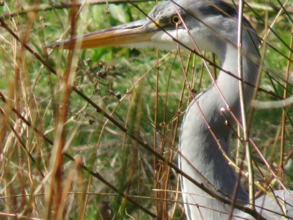 Howardian Local Nature Reserve