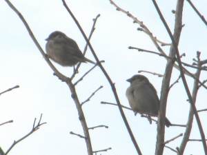 House Sparrow