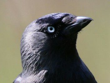 Jackdaw