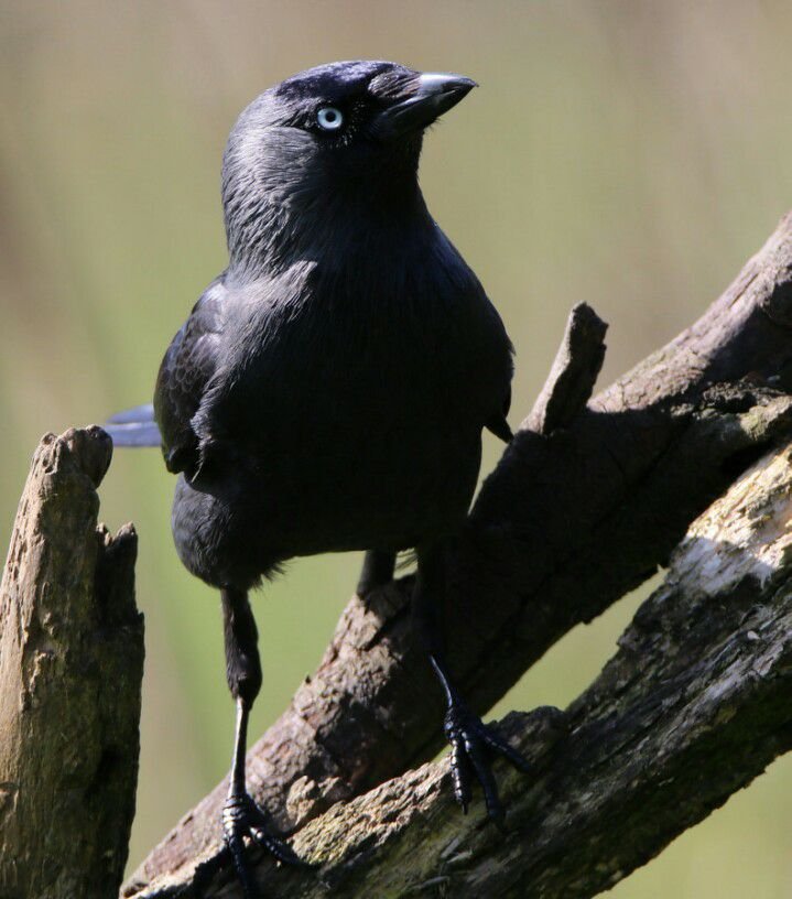 Howardian Local Nature Reserve