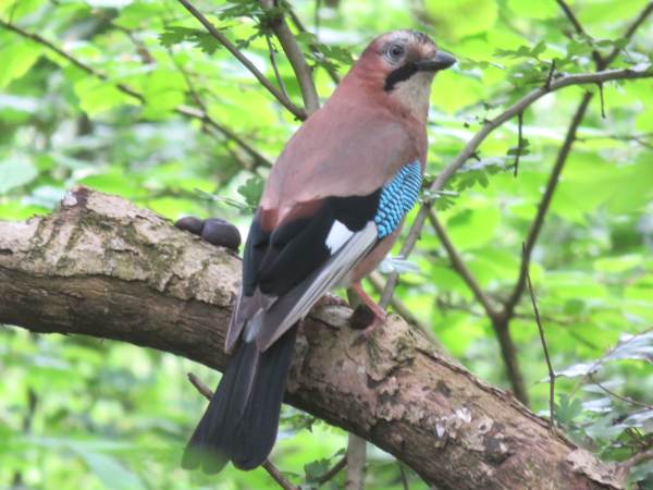 Howardian Local Nature Reserve