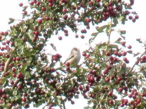 Long-tailed tit