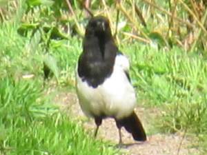 Magpie