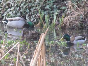 Mallard (Male & Female)