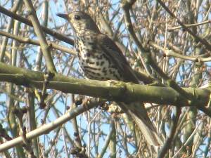 Mistle Thrush