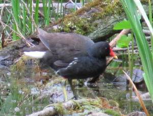 Moorhen