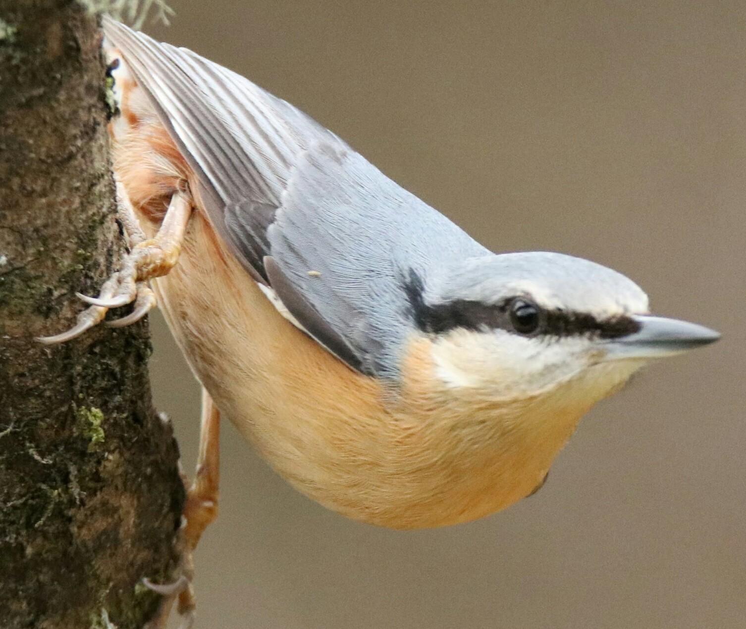 Nuthatch