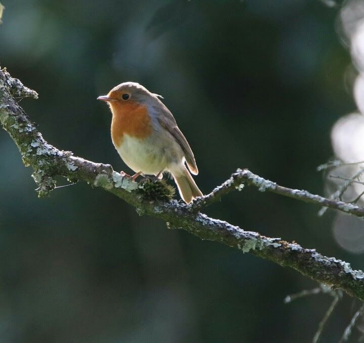 Howardian Local Nature Reserve
