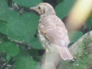 Song Thrush