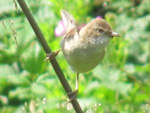 Whitethroat