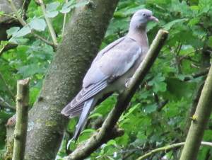 Woodpigeon