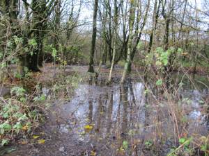 Howardian Local Nature Reserve 
    Digging out the channel